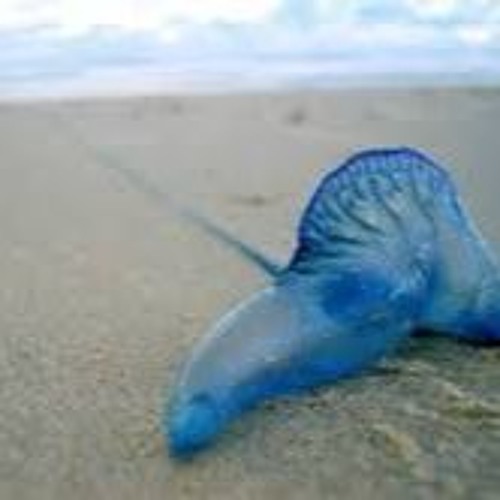 Blue Bottle (half time version)
