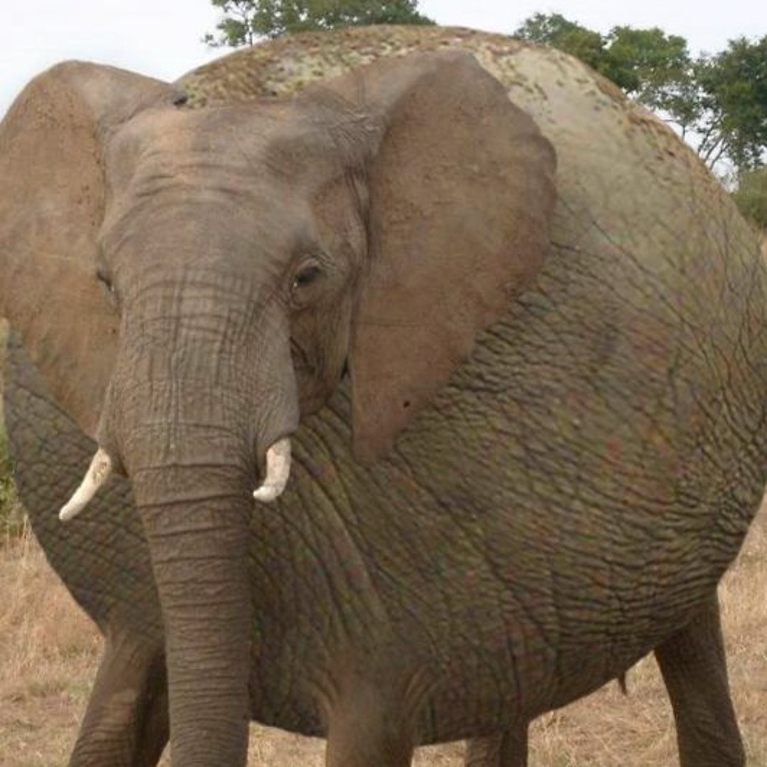 FAT elephant　極美品 FAT エフエーティー ELEPHANT