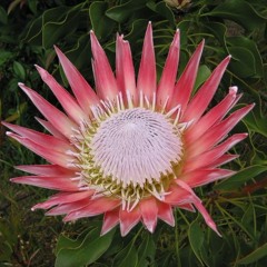 Suikerbos (First Recording)