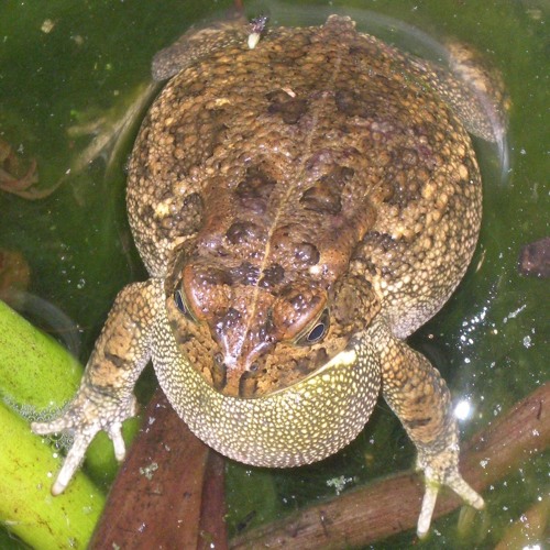 Intense Frog And Toad Chorus - Queen Elizabeth National Park, Uganda