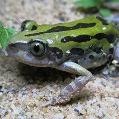 Alternate Intense Frog And Toad Chorus - Queen Elizabeth National Park, Uganda