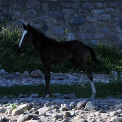 04 Vajrasatva Mantra V.O.