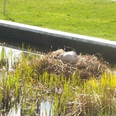 Gig Beware Of The Damp 29 - 1-15