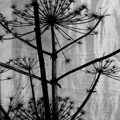 Schalkwijker Mannenkoor - Berenklauw