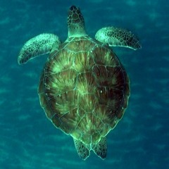 A Passion for Wisdom