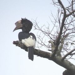 Dawn Chorus 6.30am (Incl Black and White Casqued Hornbills) - Queen Elizabeth National Park, Uganda