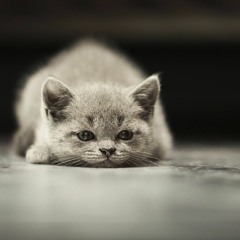 Josie Wreck: Smelly Cat (Phoebe Buffay cover)