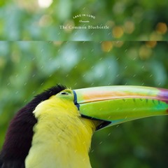 The Common Bluebottle