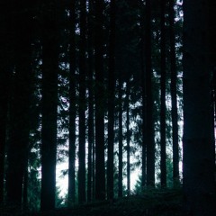 Brame Du Cerf - Cher - France