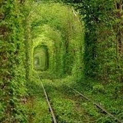 هل لنا حرية في اختيار الحب؟ -  ضرورة الحب