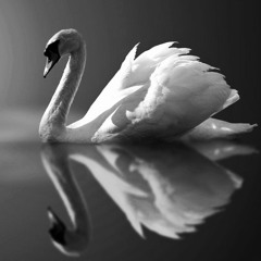 مـرگ قـو  _  عباس مهر پویا