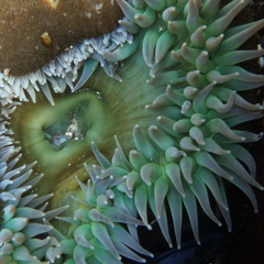 Then There's This- positive raps idea