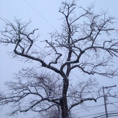 Oregon Grown by Smokey T