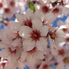 سورة الكهف بصوت القارئ وسام غمراوي