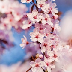 【loSt】Sakura Hitohira【Tried to sing】