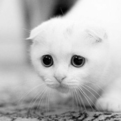 Sensi Sye - don't be shy (Ramaj Eroc Flip)