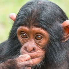 Chimpanzee Sanctuary - Ngamba Island, Uganda