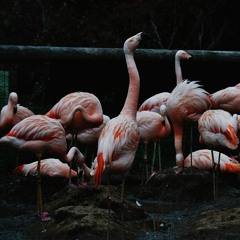 find your wings (chopped and screwed)