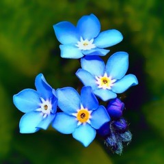 Forget Me Nots (BlackByrdie Remix)