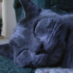 EFFIN CAT
