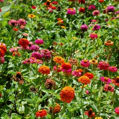 Wings by Birdy (cover version)