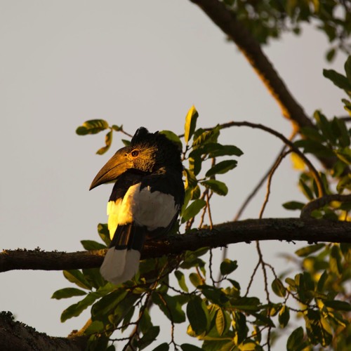 Dawn Chorus Part 1 - 5.30 am - Outskirts of Entebbe, Uganda
