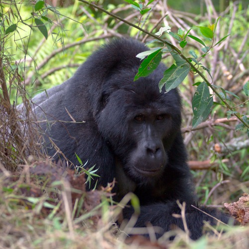 Mountain Gorilla Vocalisations - Bwindi Impenetrable National Park, Uganda