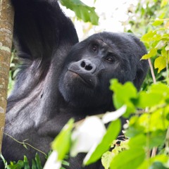 Mountain Gorilla Farts - Bwindi Impenetrable National Park, Uganda