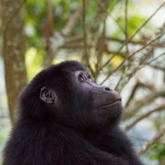 Mountain Gorilla Farts (Short Version) - Bwindi Impenetrable National Park, Uganda