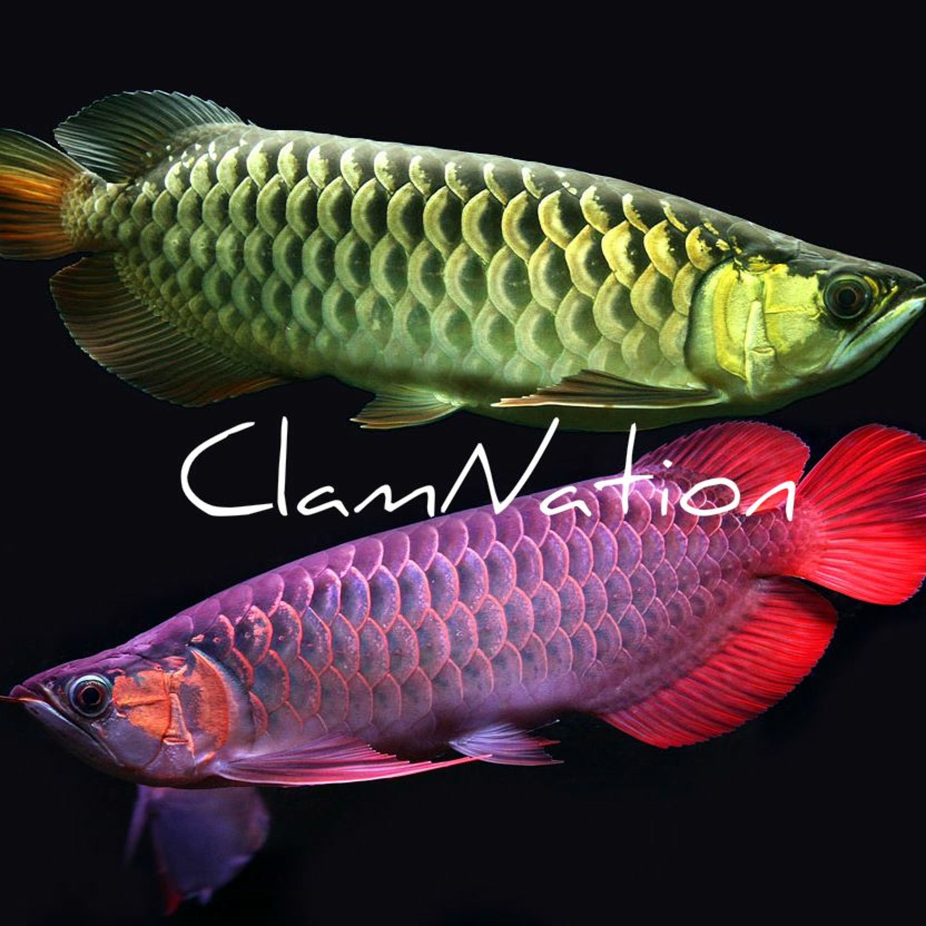 Arowanas And Discus Fish episode artwork