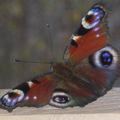 Lover Of Mine (Beach House cover)