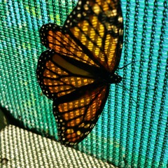 The Disco Resurrected