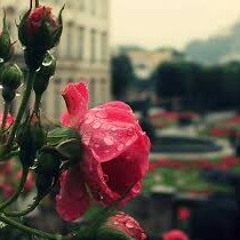 ربى حاجر ♡ صنعانيات