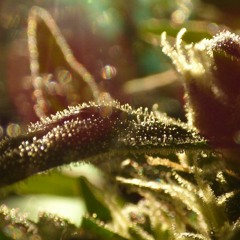 Verwinkelt - Heroinoid 26.09