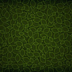 Floarea Calota - Constantine,Constantine