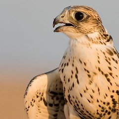 ياطير وضبتك - كلمات الشيخ زايد آل نهيان رحمه الله - اداء عوض عايض الوادعي