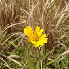 Motifora   Ngalain Gumi