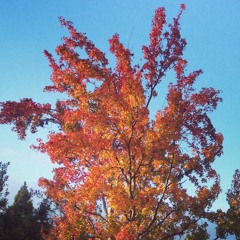 کاربرد شناخت آرک تایپ ها - عیسی هاشمی
