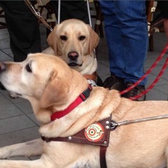 Giornata Cani Guida Intervista Famiglia Affidataria.MP3