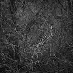 Paterson Plank *Free Download*