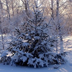 В лесу родилась ёлочка