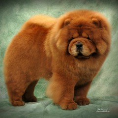 Chow Chow Of Death