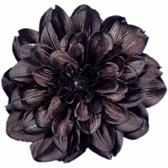 dahlia