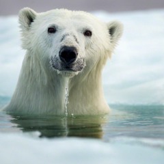 Polar bear