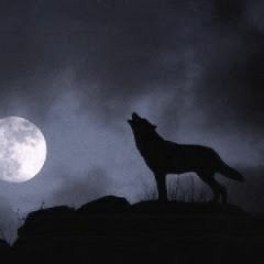 Coyote Nocturno