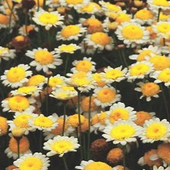 Dna changes with the seasons