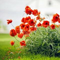 ما تيسر من سورة هود ( الشيخ عبدالرحمن الرشود )