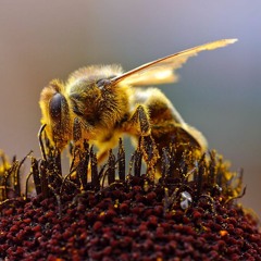 An Angry Circus Of Bees