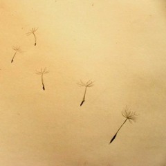 dandelion