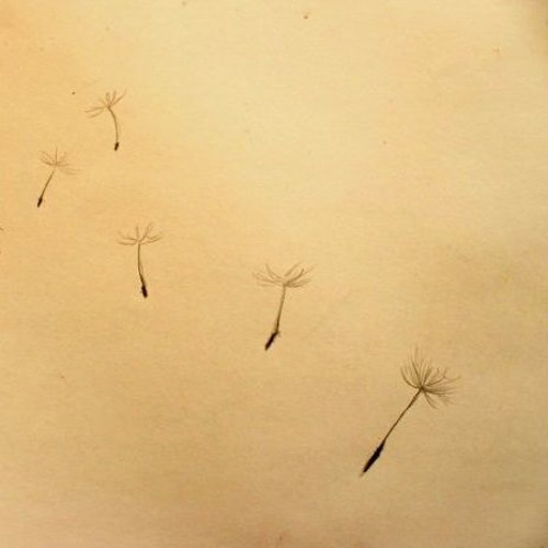 dandelion